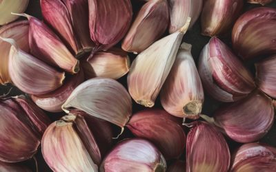AJO ALLIUM SATIVUM