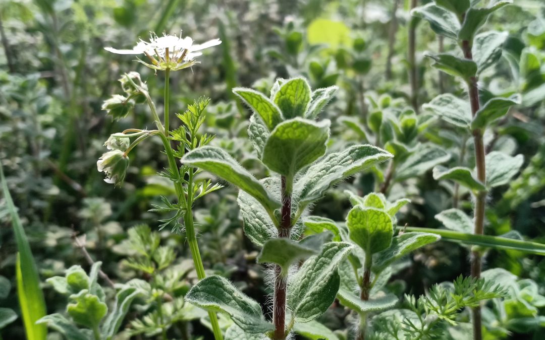 OREGANO