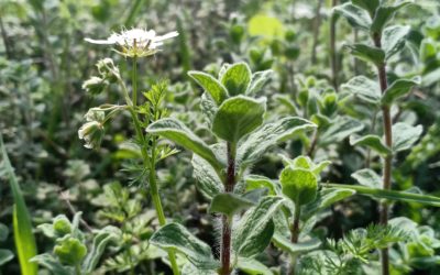OREGANO