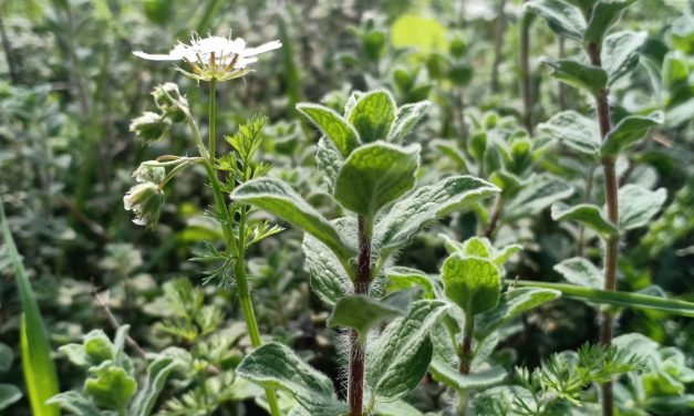 OREGANO