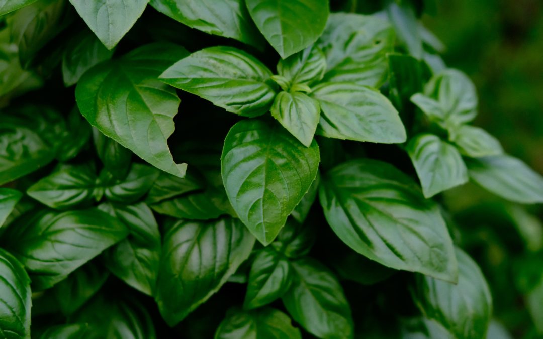 ALBAHACA