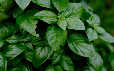 ALBAHACA