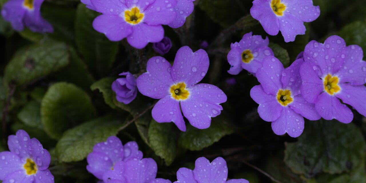 PRIMULA