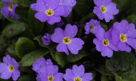 PRIMULA