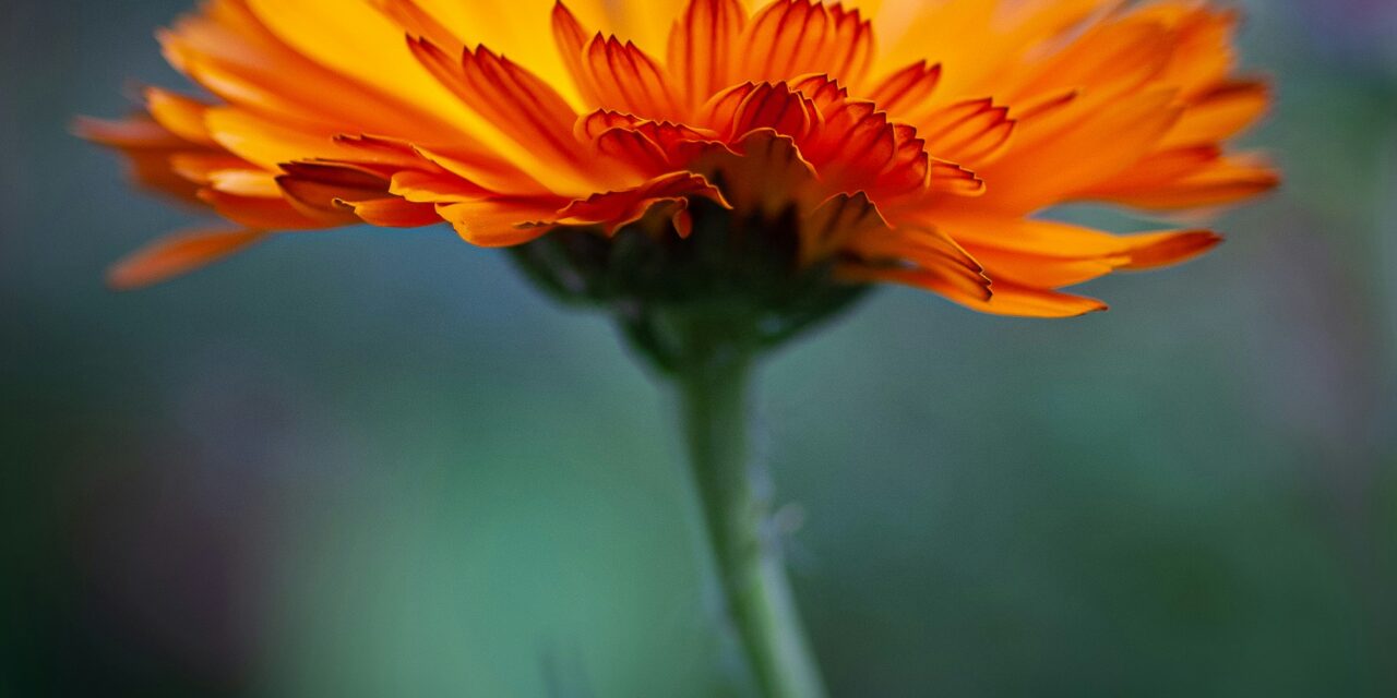 calendula
