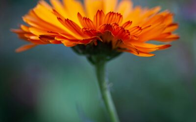 calendula