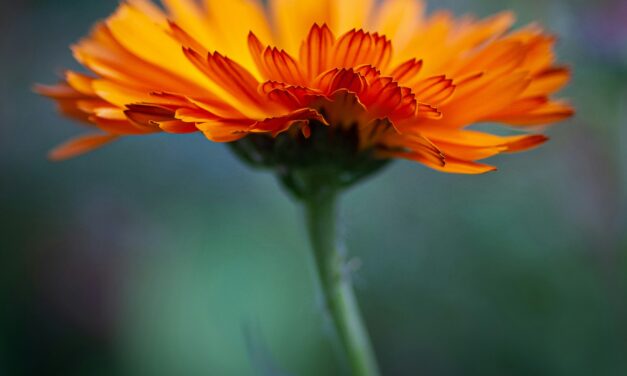 calendula
