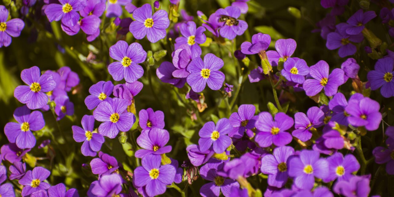 Aubrieta