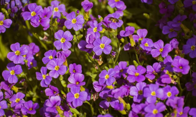 Aubrieta