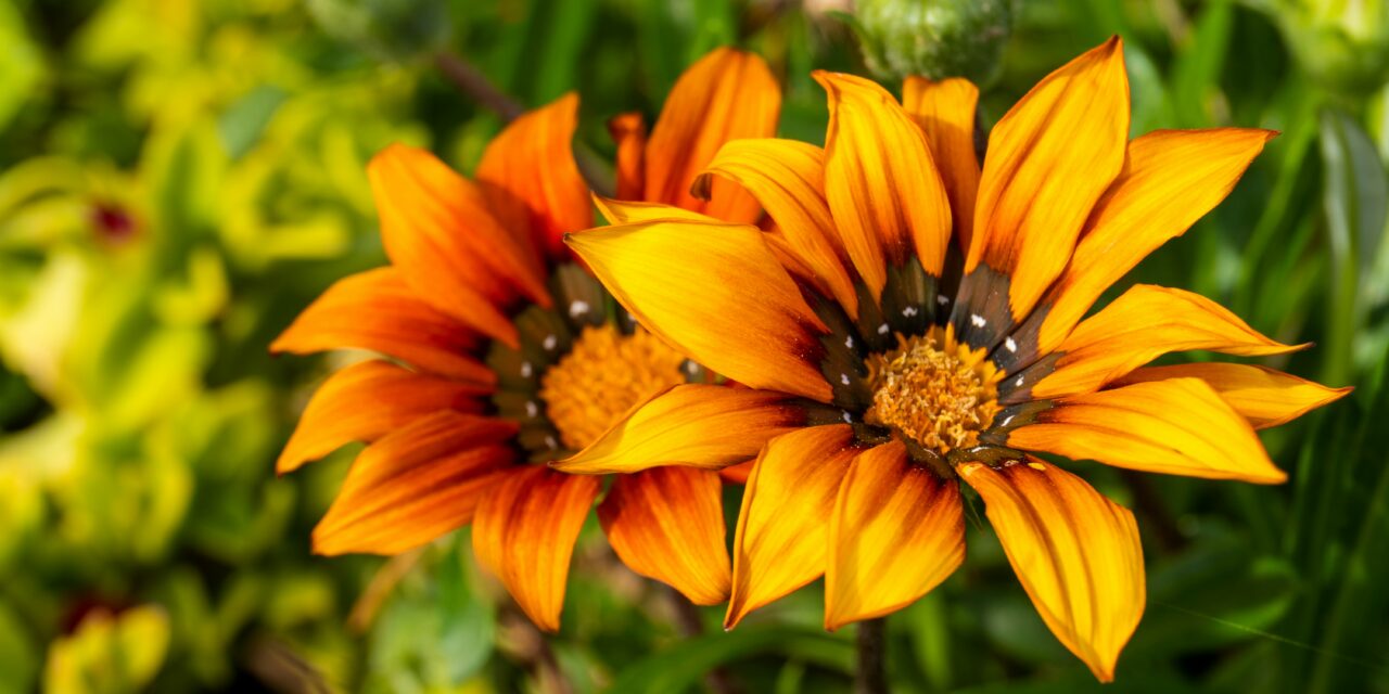 Gazania