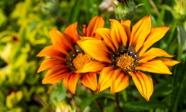 Gazania