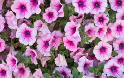 petunia