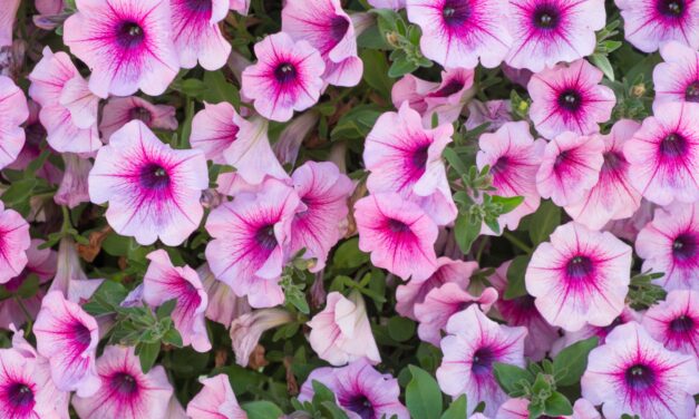 petunia