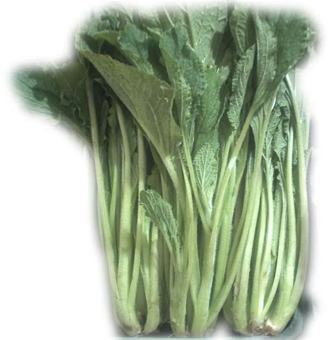 BORRAJA