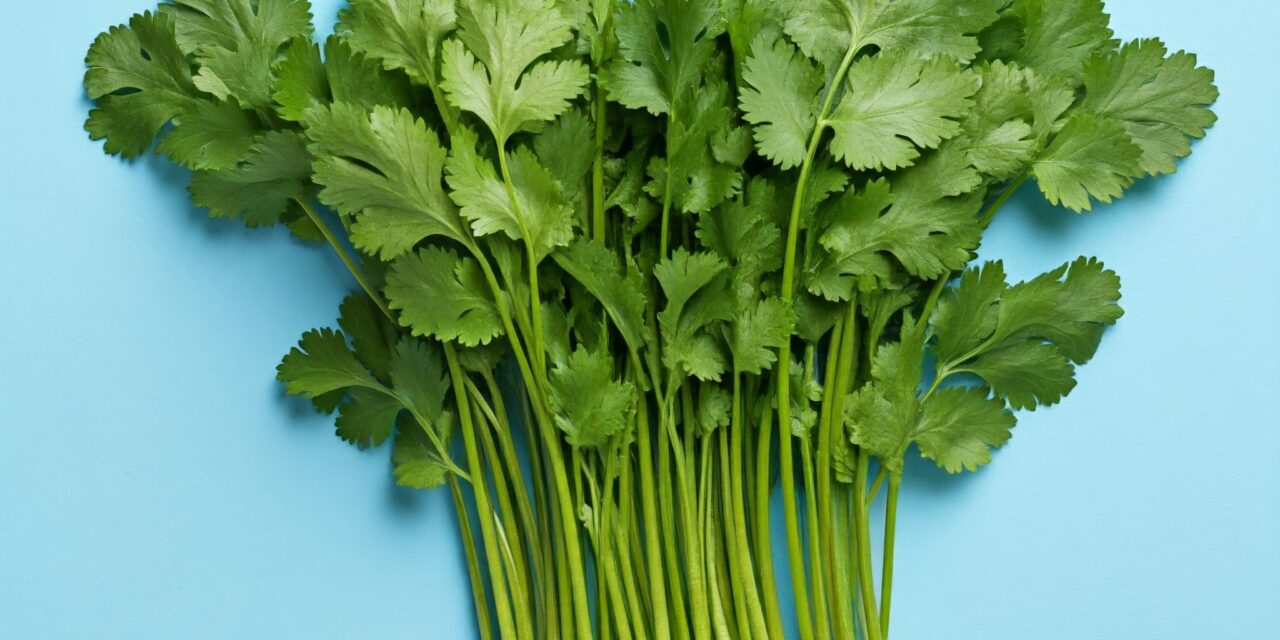 CILANTRO