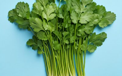 CILANTRO
