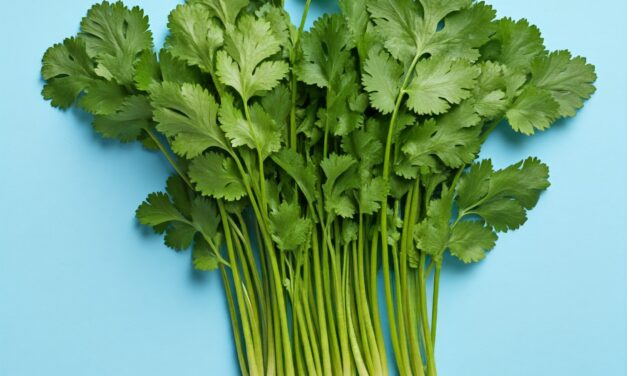 CILANTRO