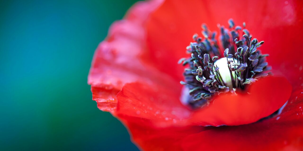 AMAPOLA