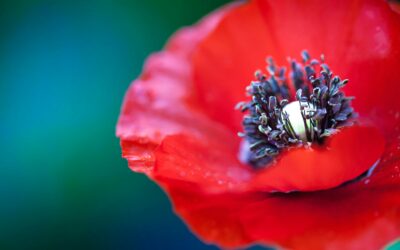 AMAPOLA