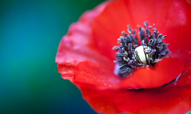 AMAPOLA