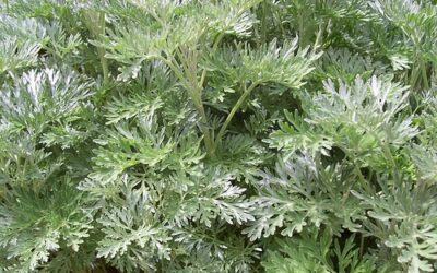 ARTEMISIA