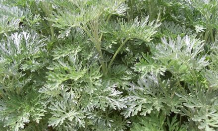 ARTEMISIA