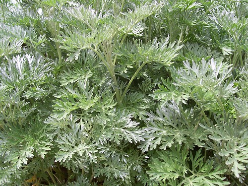 ARTEMISIA